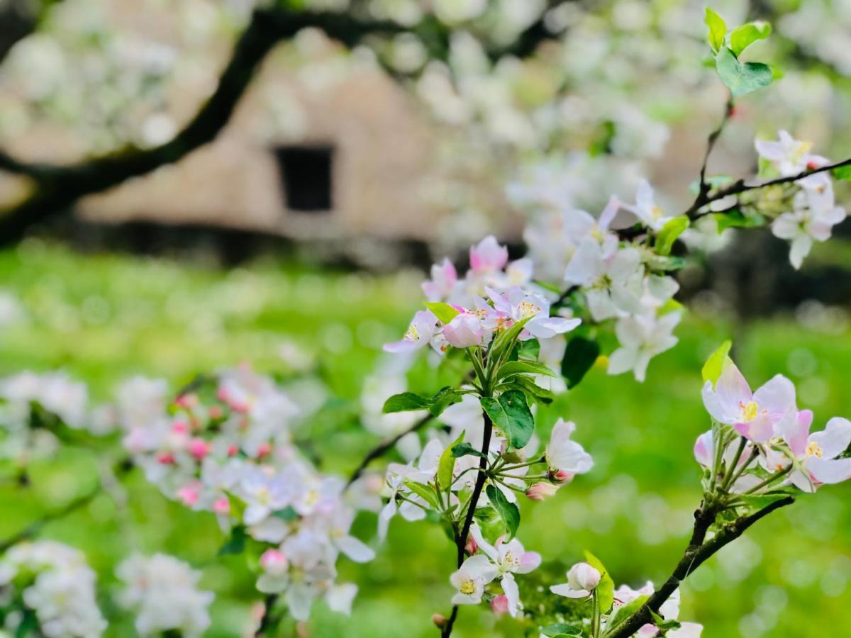 维勒塞瑟尔Manoir Saint-Pierre住宿加早餐旅馆 外观 照片